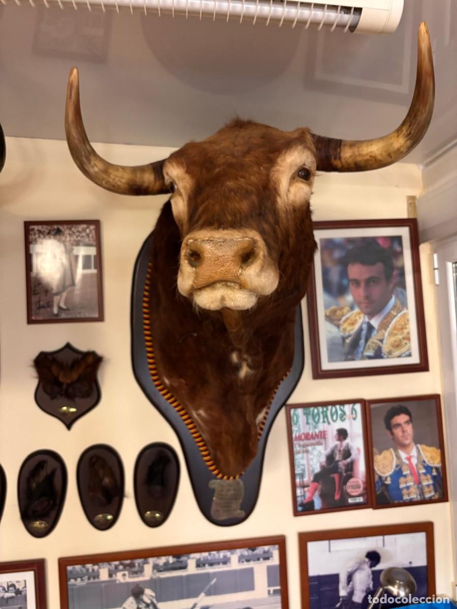 Tauromaquia: Cabeza de toro- Finito