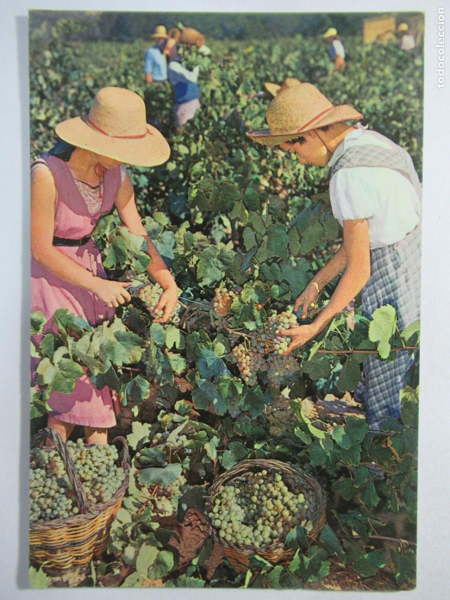 Coleccionismo de vinos y licores: Postal Cavas Codorniu - S/C - Foto 1
