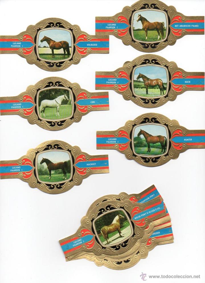 Vitolas de colecci&oacute;n: Vitolas. Serie completa Lugano - Caballos, serie 1, 24 vitolinas