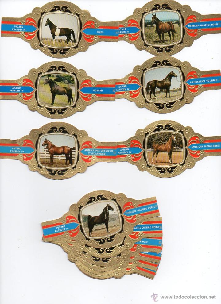 Vitolas de colecci&oacute;n: Vitolas. Serie completa Lugano - Caballos, serie 4, 24 vitolinas