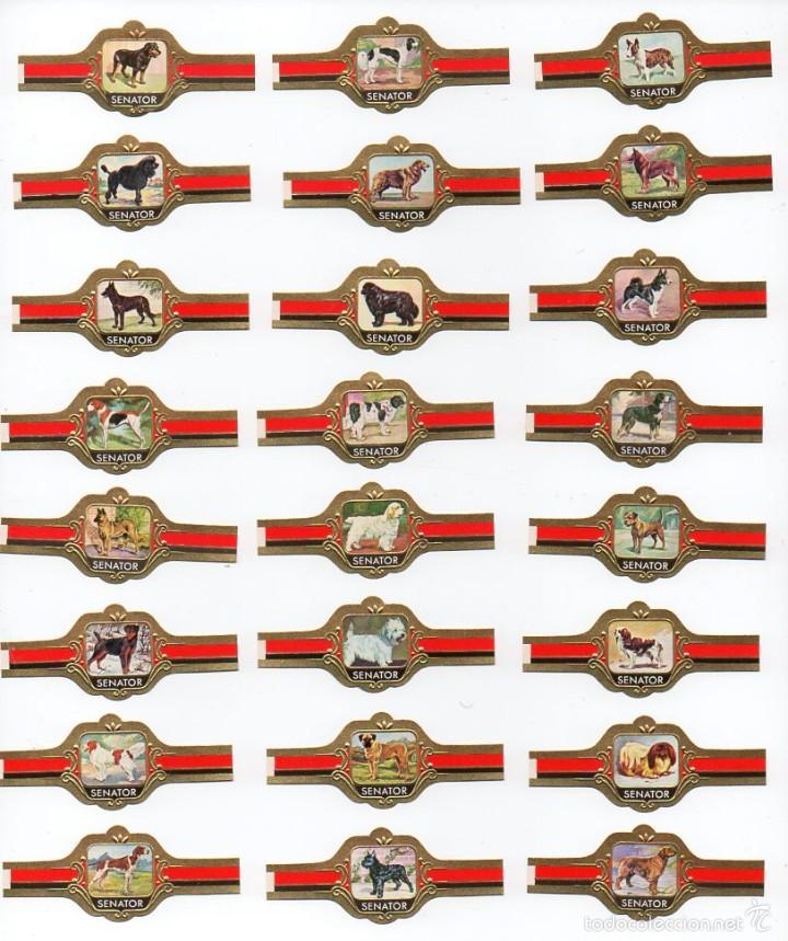 Vitolas de colecci&oacute;n: Vitolas. Serie completa Senator - Perros, serie 2. 24 vitolas.