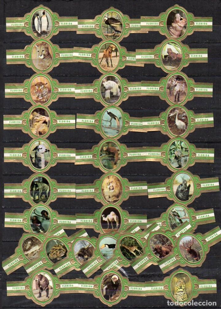 Vitolas de colecci&oacute;n: Vitolas Serie completa Florida - Fauna. 31 vitolas