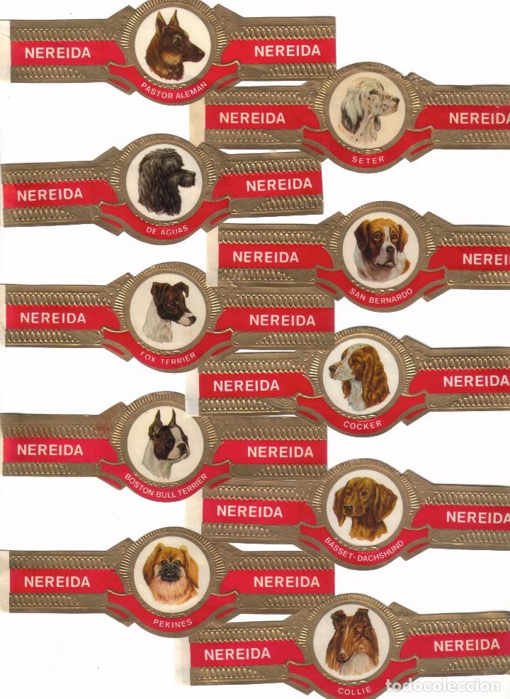 Vitolas de colecci&oacute;n: Vitolas. Serie completa Nereida - Perros, 10 vitolinas