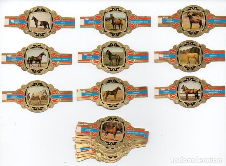 Vitolas de colecci&oacute;n: Vitolas. Serie completa Lugano - Caballos, serie 4, 24 vitolas