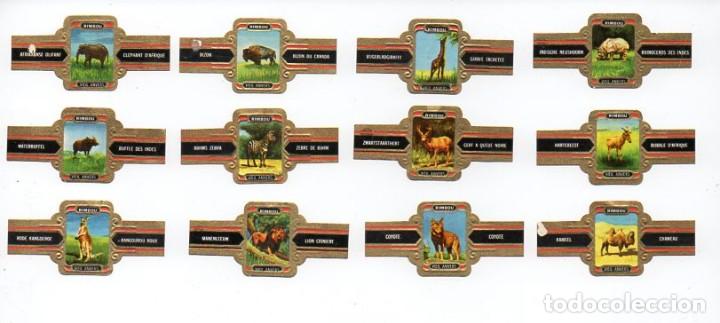Vitolas de colecci&oacute;n: Vitolas. Serie completa marca Vieil Anvers - Mam&iacute;feros, serie 2, 12 vitolas