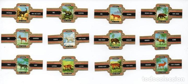 Vitolas de colecci&oacute;n: Vitolas. Serie completa marca Vieil Anvers - Mam&iacute;feros, serie 2, 12 vitolas