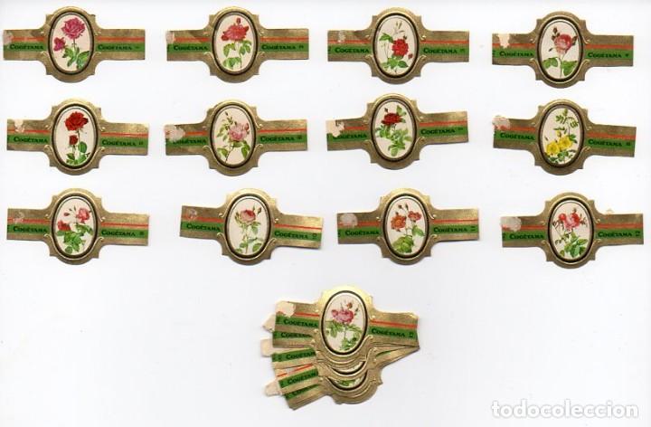 Vitolas de colecci&oacute;n: Vitolas. Serie Cogetama- Rosas, 24 vitolas.