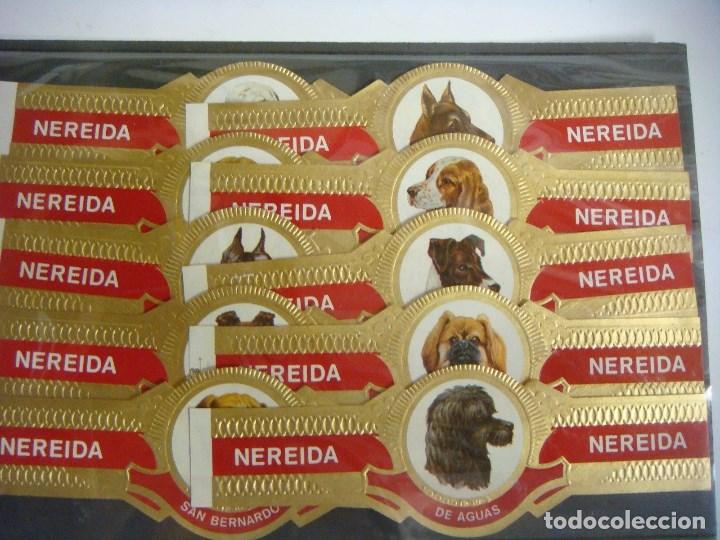 Vitolas de colecci&oacute;n: VITOLAS DE NEREIDA COLECCION 10 VITOLAS PERROS (#)