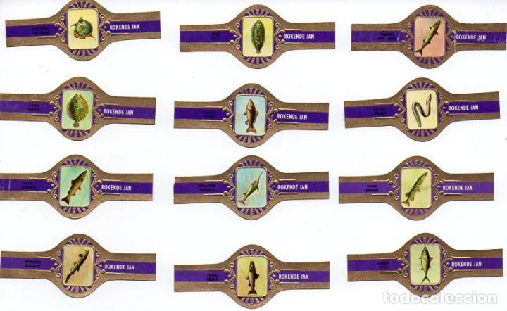Vitolas de colecci&oacute;n: Vitolas. Serie completa Rokende Jan - Peces, serie A, 12 vitolas