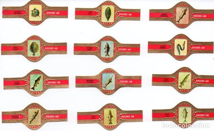 Vitolas de colecci&oacute;n: Vitolas. Serie completa Rokende Jan - Peces, serie B, 12 vitolas