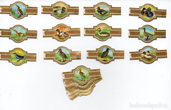 Vitolas de colecci&oacute;n: Vitolas. Serie completa Mercator - Aves Acu&aacute;ticas. 24 vitolas.