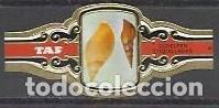 Vitolas de colecci&oacute;n: TAF-496.-SERIE CONCHAS MARINAS.-24 VITOLAS, TIPO MEDIANO .COMPLETA