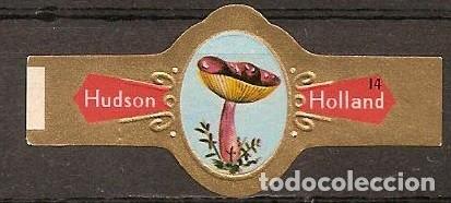 Vitolas de colecci&oacute;n: HUDSON-119.- SERIE MICOLOG&Iacute;A.-24 VITOLAS.-COMPLETA