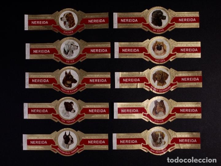 Vitolas de colecci&oacute;n: RAZAS DE PERROS. NEREIDA. 10 VITOLAS, SERIE COMPLETA