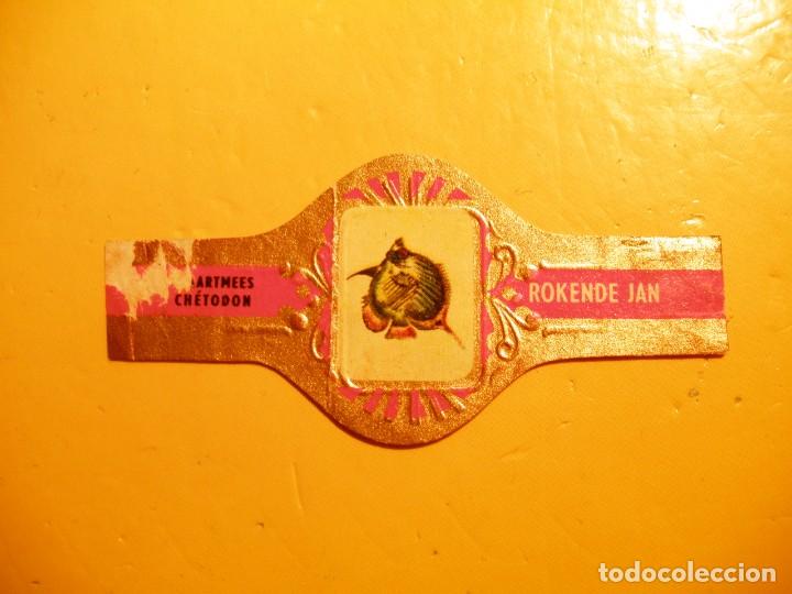 Vitolas de colecci&oacute;n: VITOLAS - PECES SERIE B N&ordm; 1 - ROKENDE JAN.