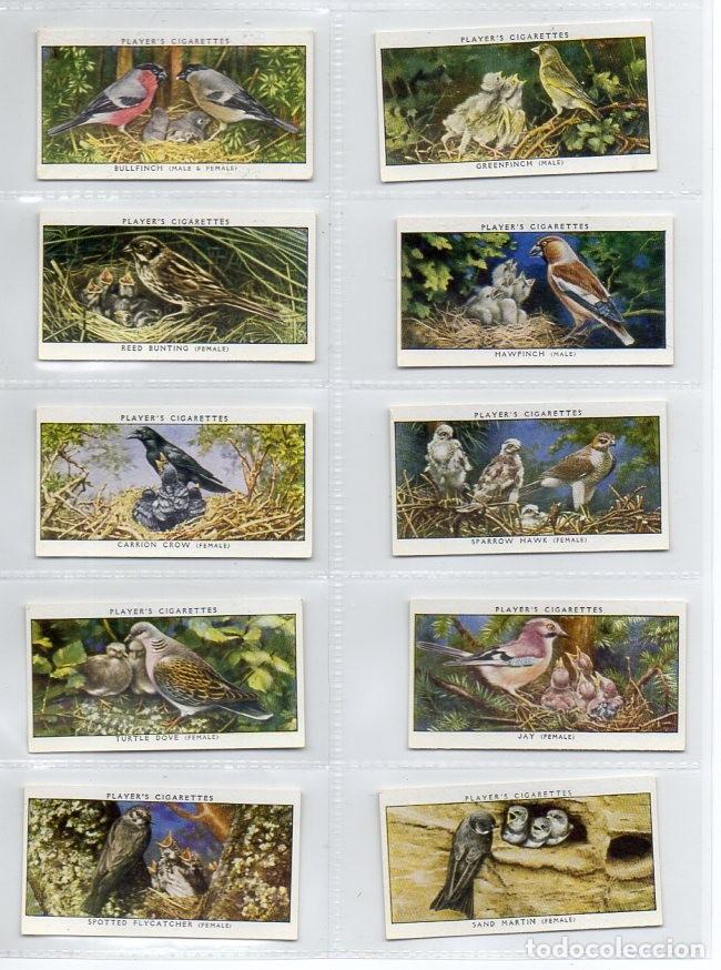 Vitolas de colecci&oacute;n: L&aacute;minas de tabaco Players - Pajaros y Polluelos, serie 2. A&ntilde;o 1937. 25 l&aacute;minas. Colecci&oacute;n completa.