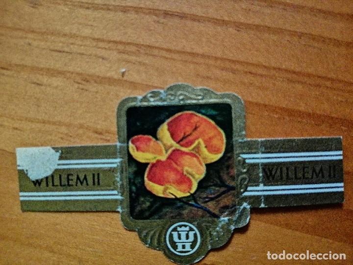 Vitolas de colecci&oacute;n: VITOLA: WILLEM II - SERIE XVII - 2922