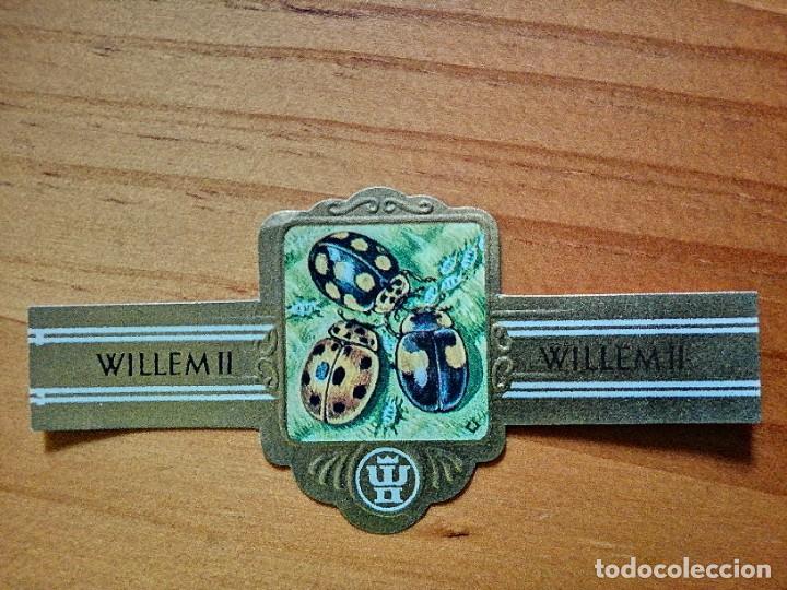 Vitolas de colecci&oacute;n: VITOLA: WILLEM II - SERIE XXVI - 3246