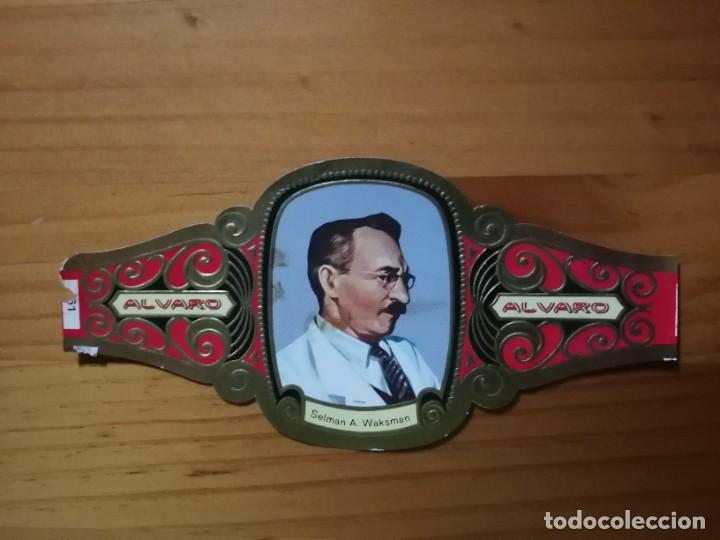 Vitolas de colecci&oacute;n: VITOLA - ALVARO - SERIE: PREMIOS NOBEL - SELMAN A. WAKSMAN.