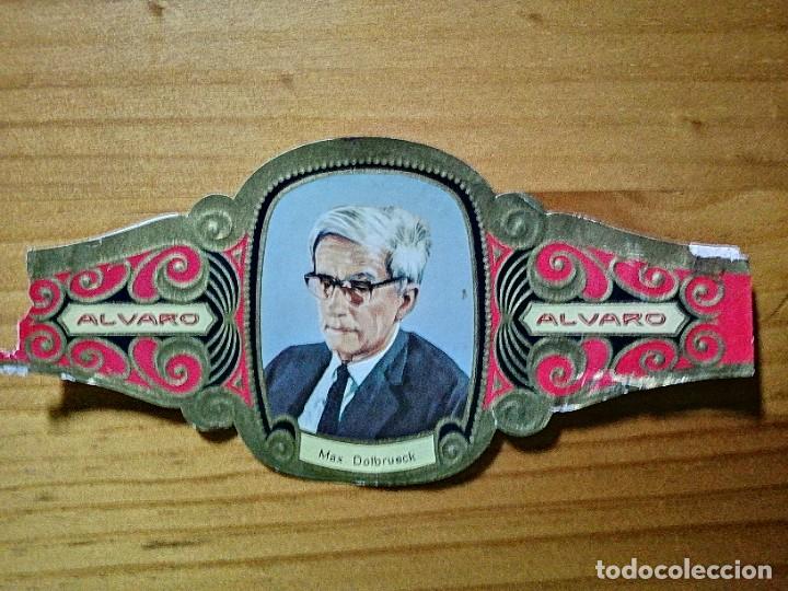 Vitolas de colecci&oacute;n: VITOLA - ALVARO - SERIE: PREMIOS NOBEL - MAX DOLBRUECK.