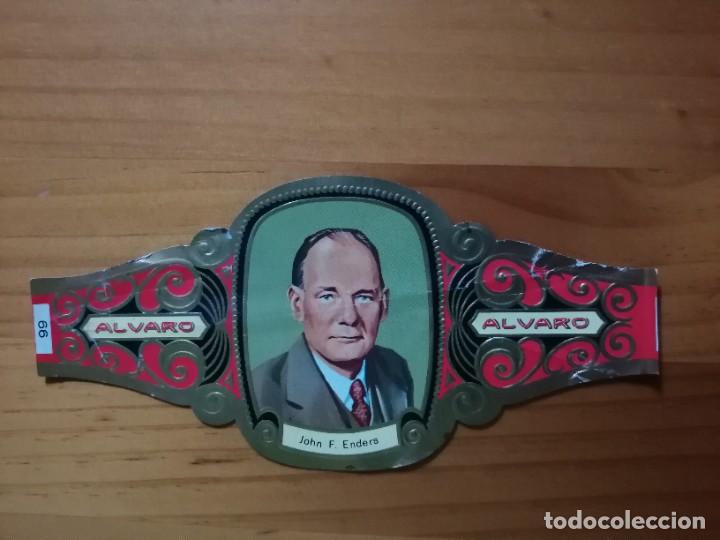 Vitolas de colecci&oacute;n: VITOLA - ALVARO - SERIE: PREMIOS NOBEL - JOHN F. ENDERS