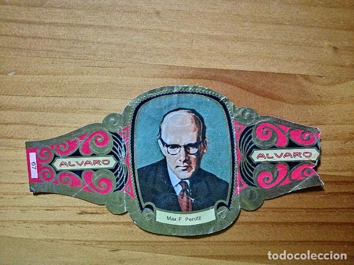 Vitolas de colecci&oacute;n: VITOLA - ALVARO - SERIE: PREMIOS NOBEL - MAX F. PERUTZ