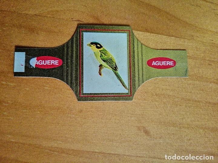 Vitolas de colecci&oacute;n: VITOLA - AGUERE - SERIE: P&Aacute;JAROS, N&Uacute;MERO 74 - EURYLAIMA DE COLA LARGA.