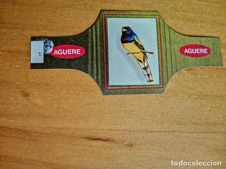 Vitolas de colecci&oacute;n: VITOLA - AGUERE - SERIE: P&Aacute;JAROS, N&Uacute;MERO 77 - TROGON CON RABO BLANCO.