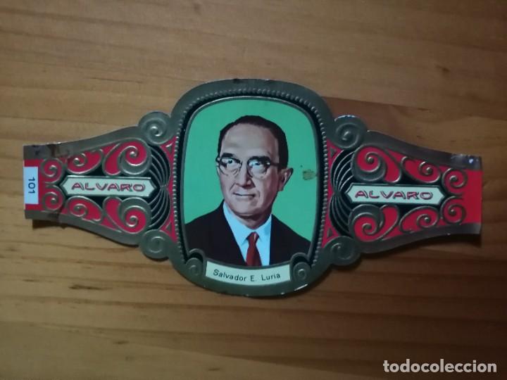Vitolas de colecci&oacute;n: VITOLA - ALVARO - SERIE: PREMIOS NOBEL - SALVADOR E. LURIA.