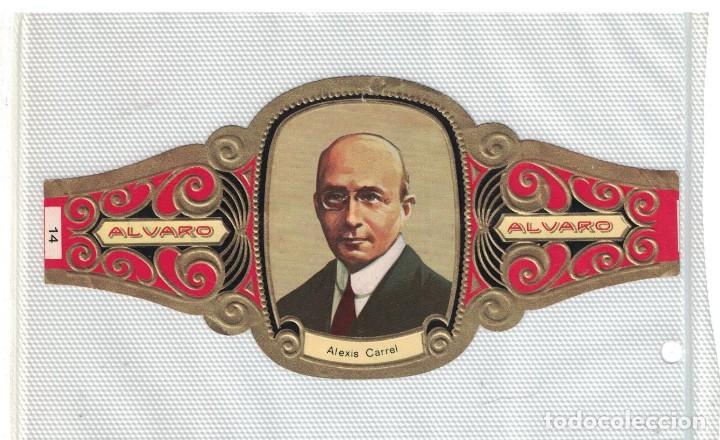 Bagues de cigare de collection: (XV-020) - Vitolas - Alvaro - Premio Nobel - Medicina y Fisiologia N&ordm; 14 - ALEXIS CARREL