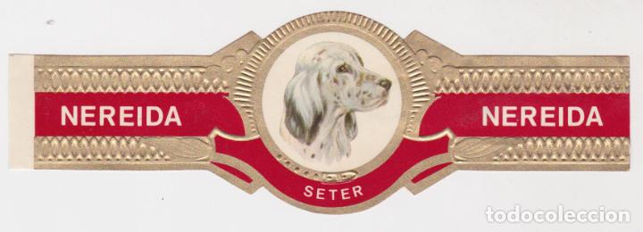Bagues de cigare de collection: NEREIDA &ndash; SETER &ndash; 1 VITOLA
