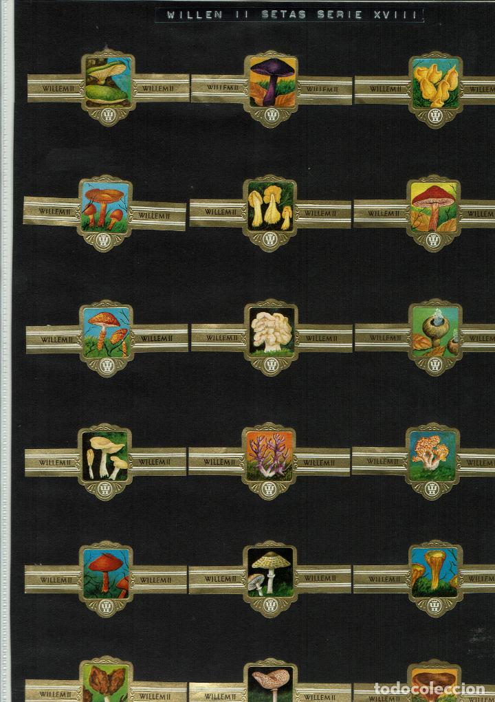 Vitolas de colecci&oacute;n: SERIE XV WILLEM II SERIE DE 36 VITOLAS
