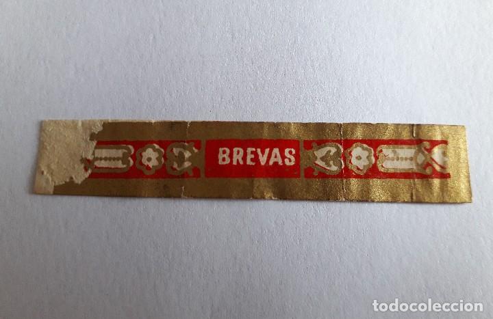 Collection cigar bands: vitola de puro, brevas