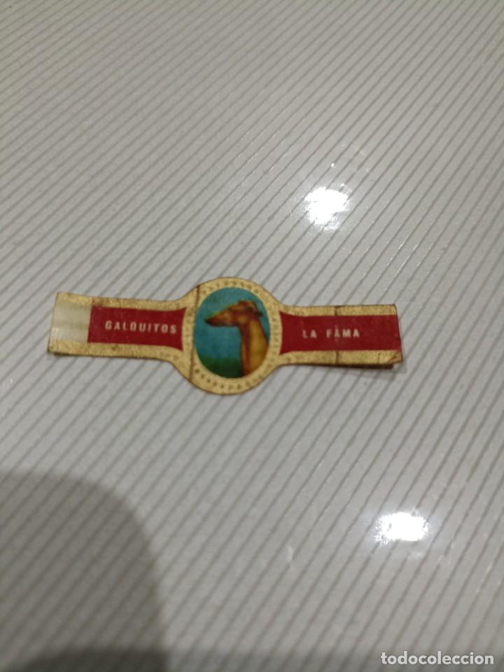 Vitolas de colecci&oacute;n: Vitola Galguitos la fama
