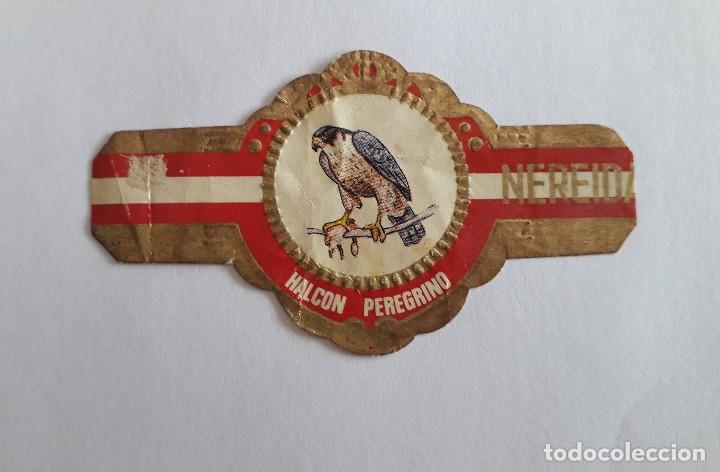 Vitolas de colecci&oacute;n: vitola de puro, Nereida, serie p&aacute;jaros. Halc&oacute;n peregrino.