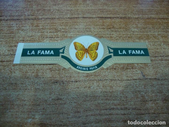 Vitolas de colecci&oacute;n: VITOLA LA FAMA COLECCION MARIPOSAS ARGINIS PAFIA