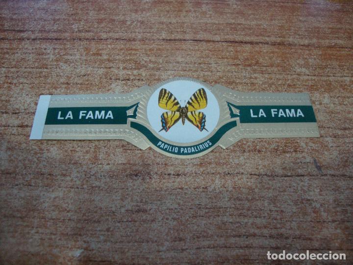 Vitolas de colecci&oacute;n: VITOLA LA FAMA COLECCION MARIPOSAS PAPILIO PADALIRIUS