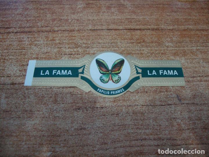Vitolas de colecci&oacute;n: VITOLA LA FAMA COLECCION MARIPOSAS PAPILIO PRIAMUS