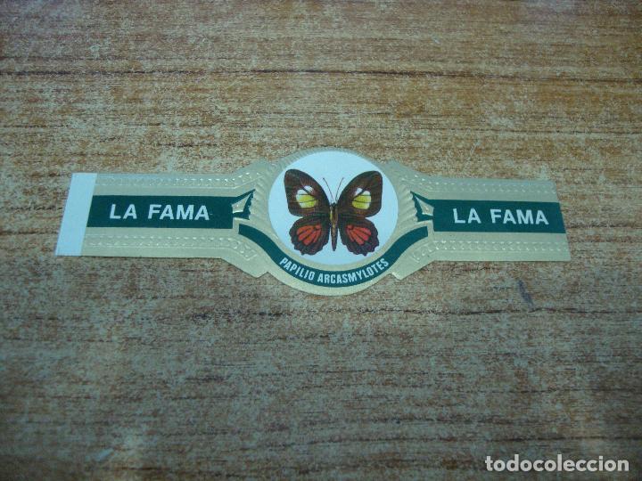 Vitolas de colecci&oacute;n: VITOLA LA FAMA COLECCION MARIPOSAS PAPILIO ARCASMYLOTES