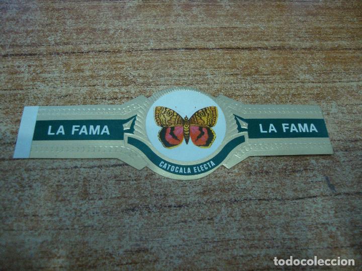 Vitolas de colecci&oacute;n: VITOLA LA FAMA COLECCION MARIPOSAS CATOCALA ELECTA