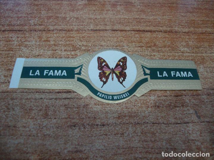 Vitolas de colecci&oacute;n: VITOLA LA FAMA COLECCION MARIPOSAS PAPILIO WEISKEI