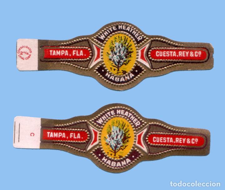 Collection cigar bands: 2 VITOLAS ANTIGUAS - MARCA CUESTA REY & CO. (USA) - TEM&Aacute;TICA &Aacute;RBOLES