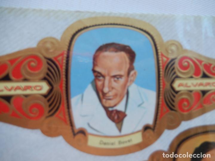 Bagues de cigare de collection: DANIEL BOVET - VITOLA ALVARO SERIE PREMIOS NOBEL