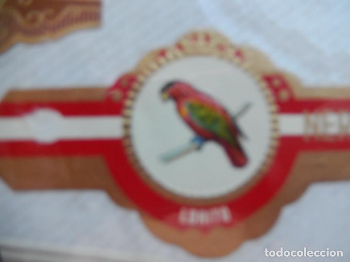 Vitolas de colecci&oacute;n: LORITO VITOLA NEREIDA