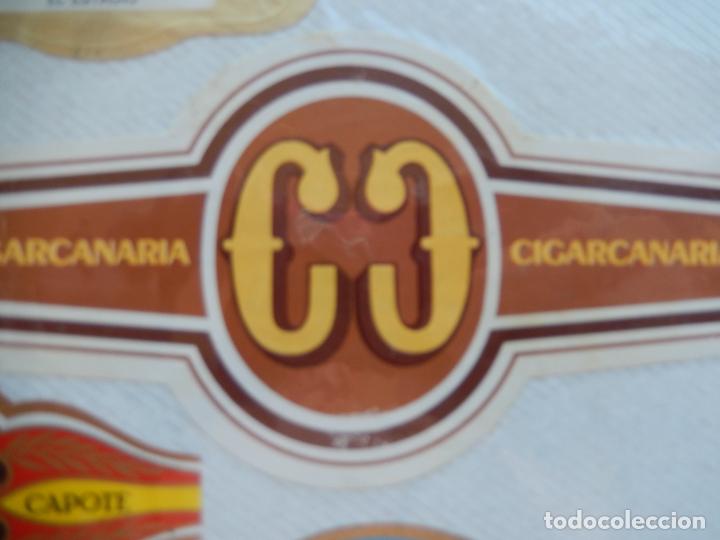 Vitolas de colecci&oacute;n: CIGARCANARIA VITOLA 12X6,50 CM