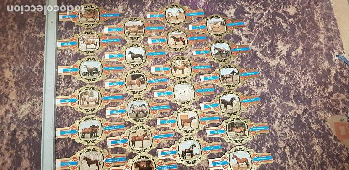 Vitolas de colecci&oacute;n: CABALLOS SERIE III VITOLA LUGANO