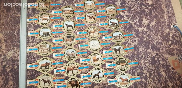 Vitolas de colecci&oacute;n: CABALLOS SERIE III VITOLA LUGANO