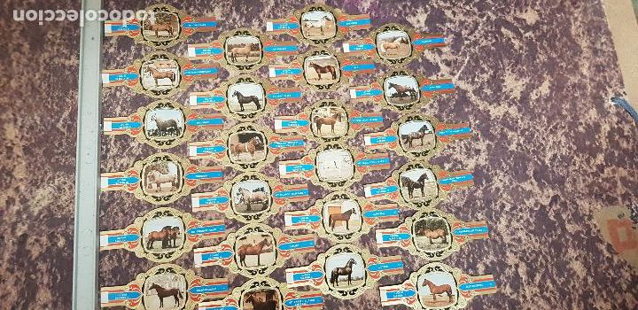 Vitolas de colecci&oacute;n: CABALLOS SERIE III VITOLA LUGANO