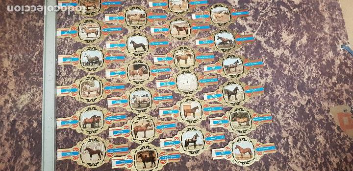 Vitolas de colecci&oacute;n: CABALLOS SERIE III VITOLA LUGANO