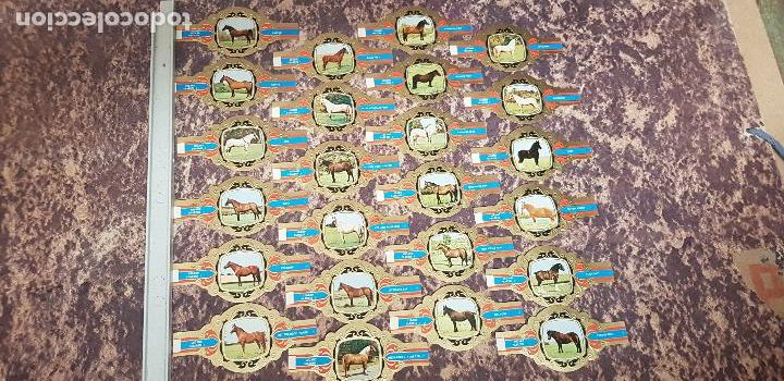 Vitolas de colecci&oacute;n: CABALLOS SERIE I VITOLA LUGANO